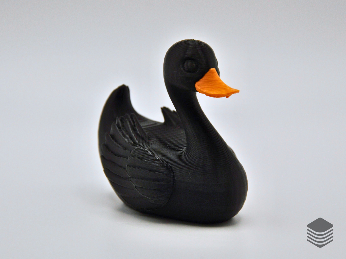 Black Swan Duck