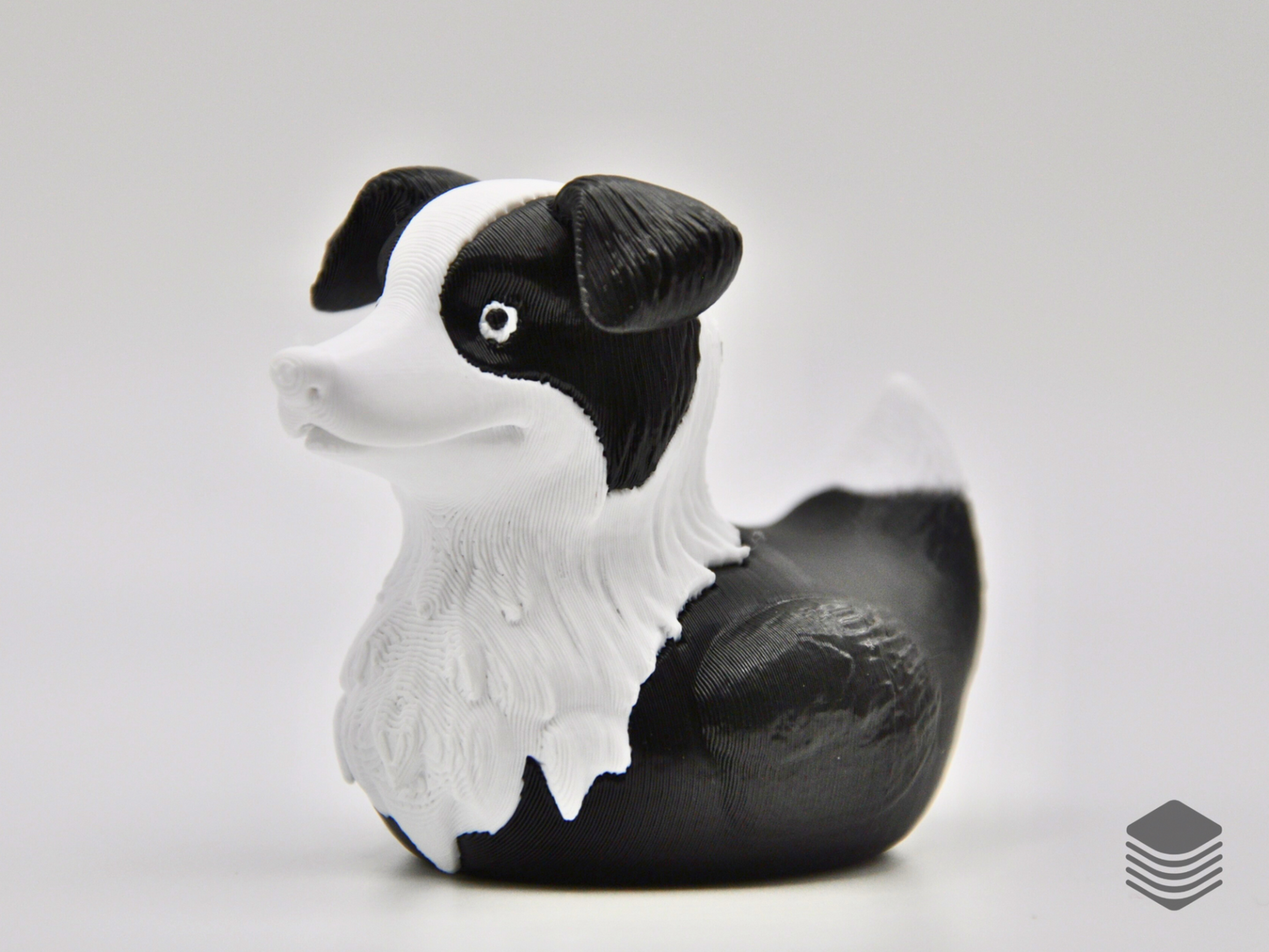 Border Collie Duck