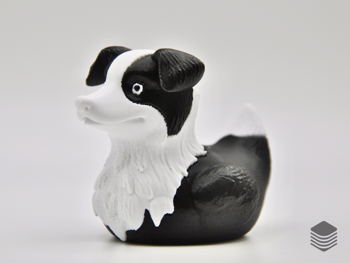 Border Collie Duck