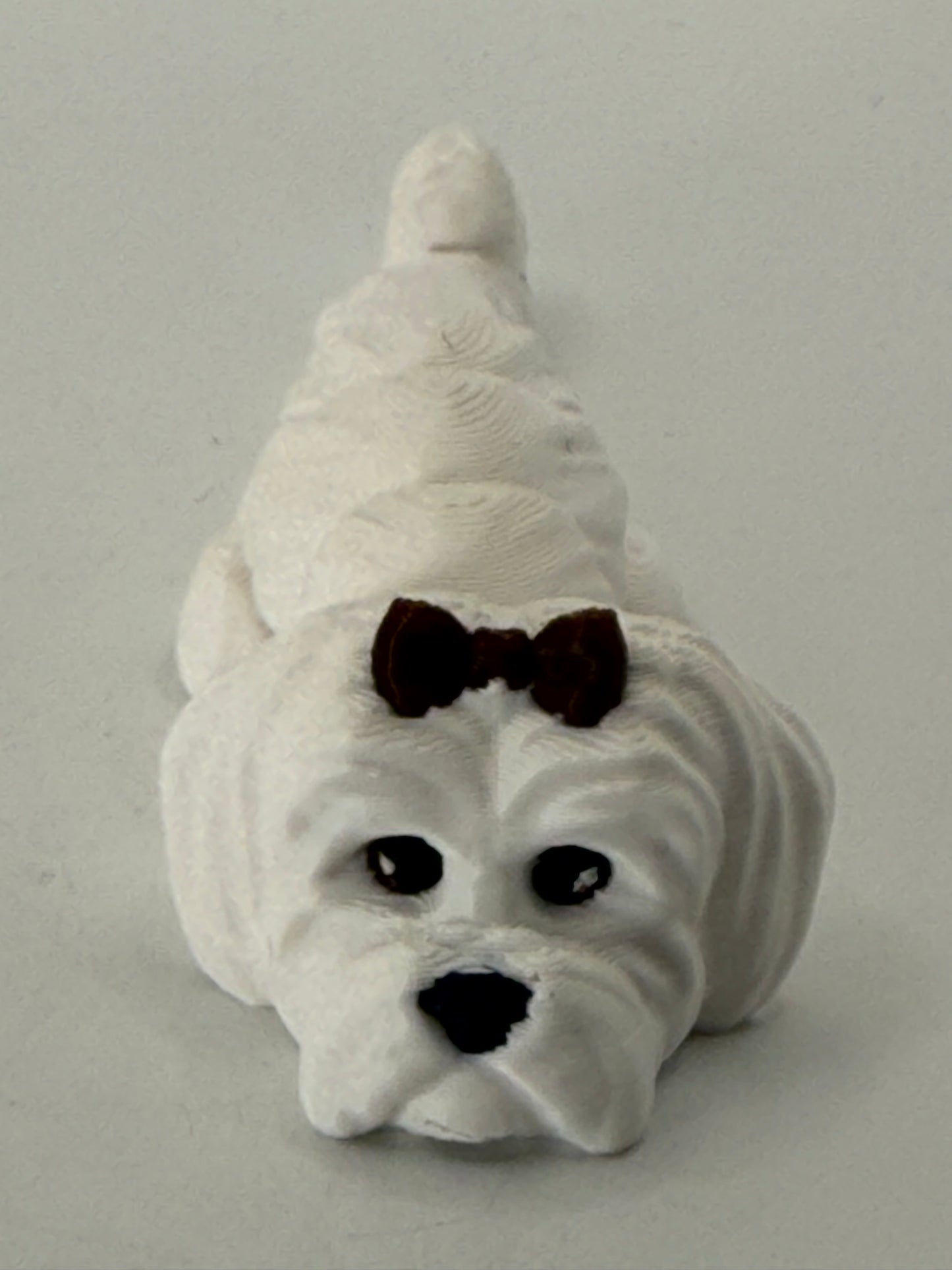 Maltese Dog