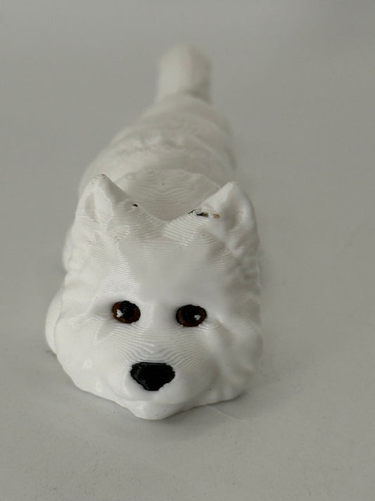 Samoyed Dog