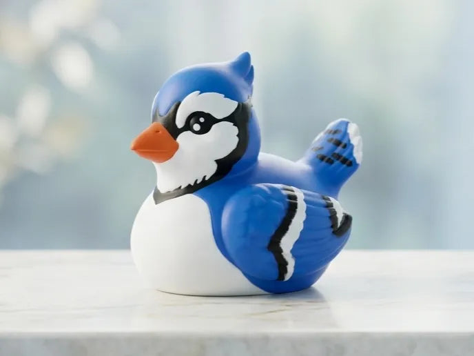 Blue Jay Duck