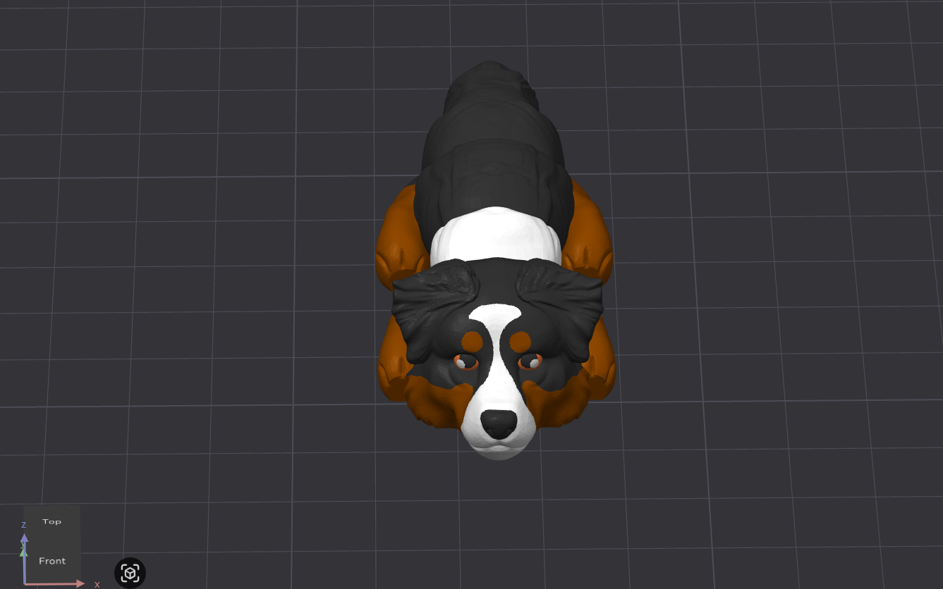 Australian Shepherd Dog