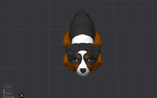 Australian Shepherd Dog