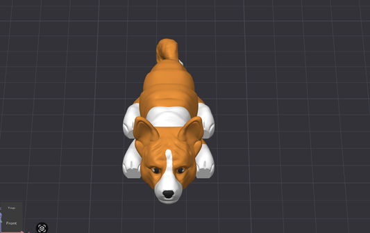 Basenji Dog