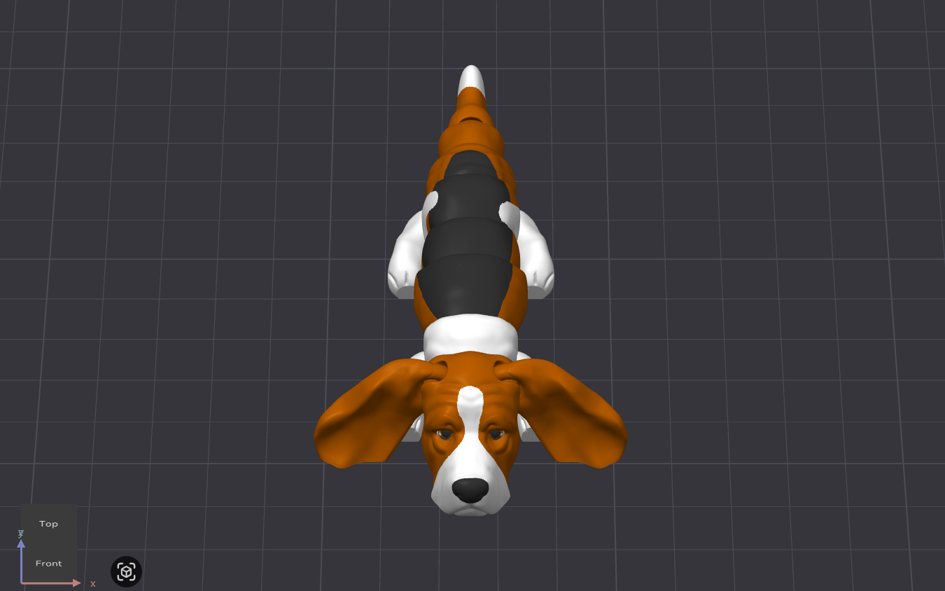 Basset Hound Dog