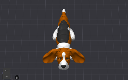 Basset Hound Dog