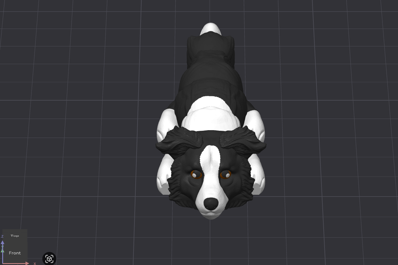 Border Collie Dog
