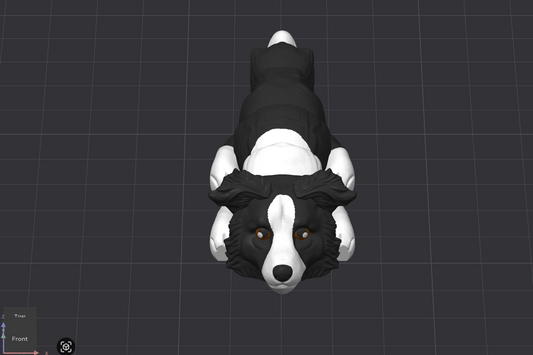 Border Collie Dog