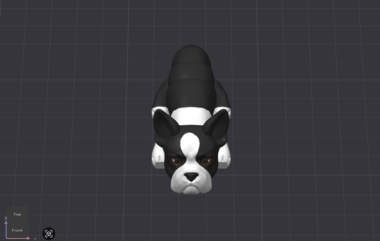 Boston Terrier Dog
