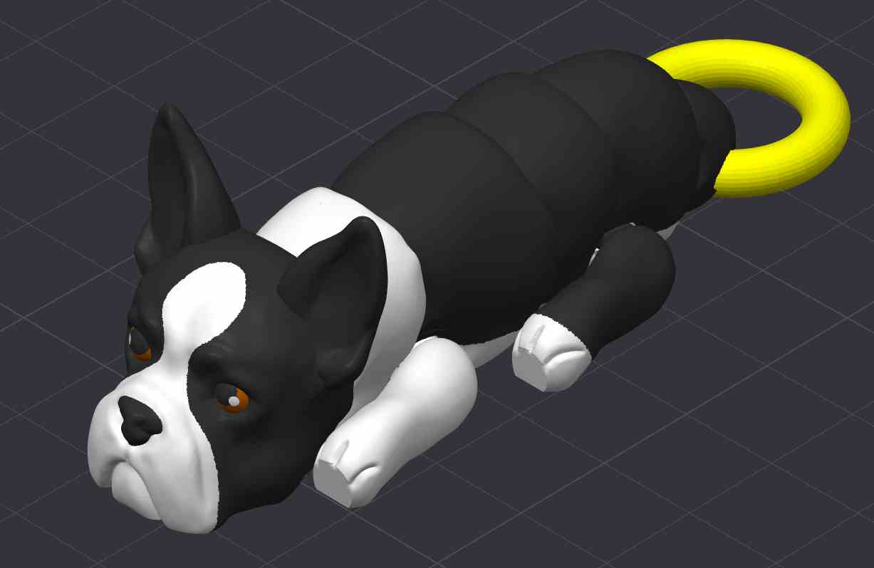 Boston Terrier Dog