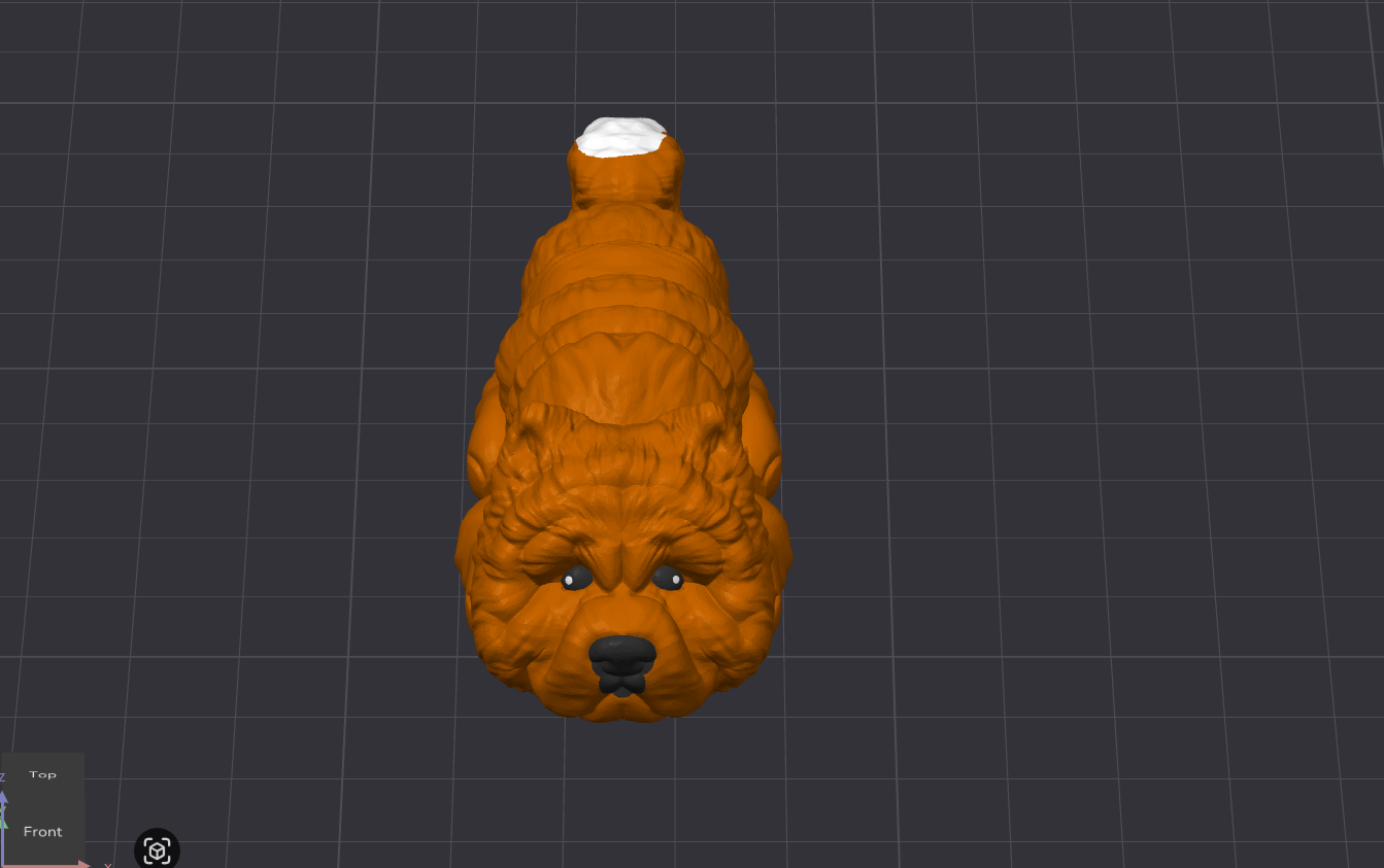 Chow Chow Dog