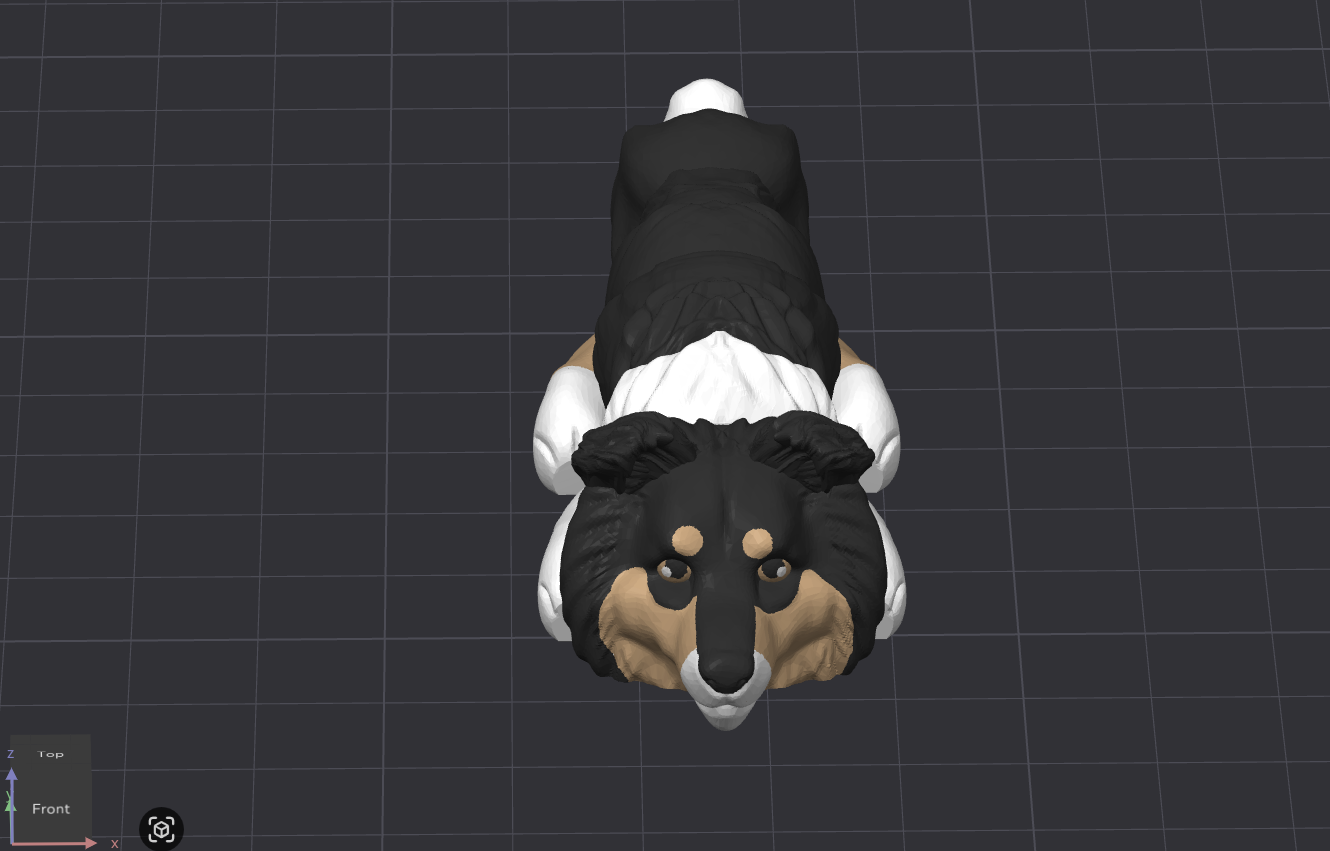 Collie Dog