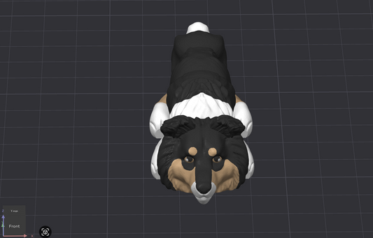 Collie Dog