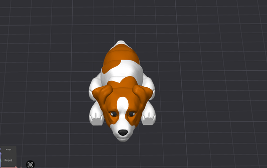 Jack Russell Terrier Dog