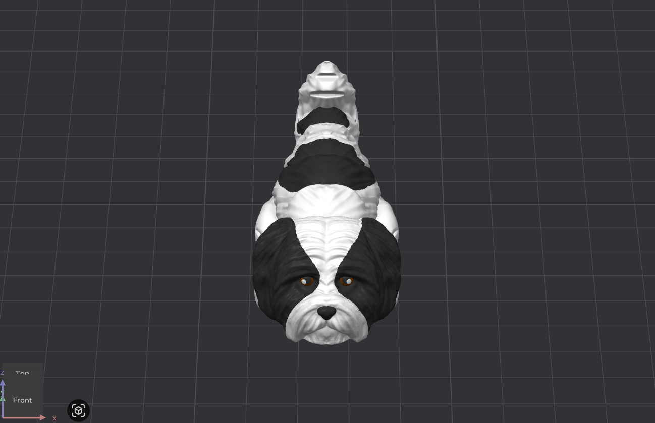 Shih Tzu Dog