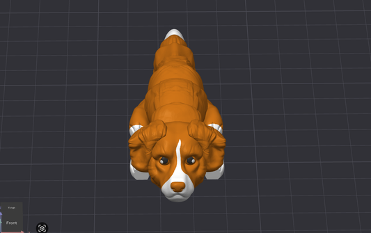 Toller Dog