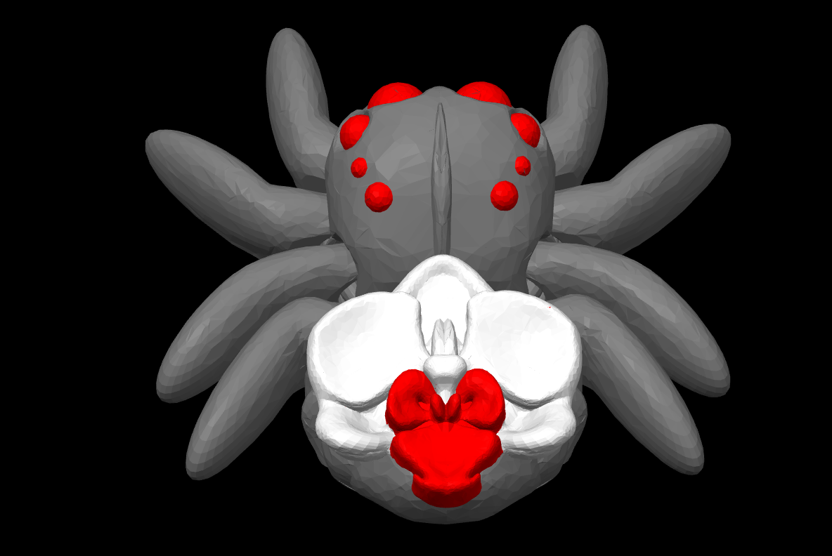 Orchid Spider